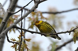 Warbler, Cape May, 2017-05075317 Parker River NWR, MA